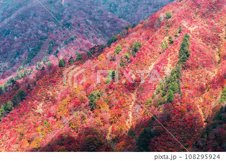 谷川岳から見た紅葉 108295924