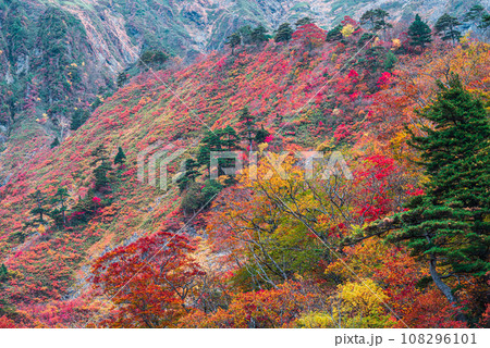 谷川岳の紅葉 108296101