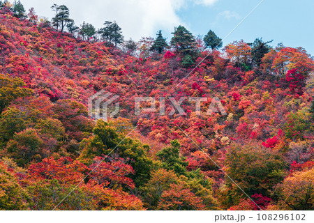 谷川岳の紅葉 108296102