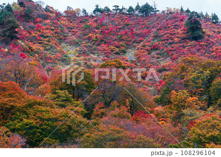 谷川岳の紅葉 108296104