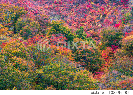 谷川岳の紅葉 108296105