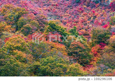 谷川岳の紅葉 108296106