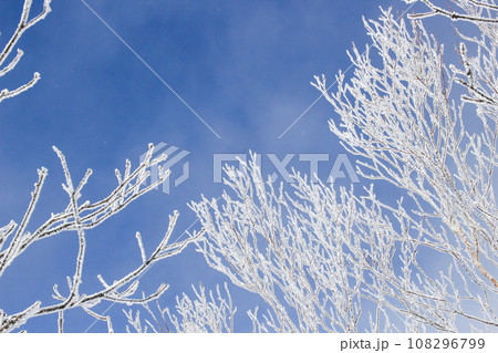 群馬県赤城山で早朝に見られる霧氷と青空 108296799
