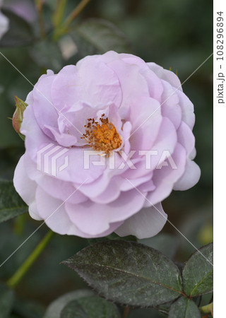 バラ(ブルー・バユー) バラ(ブルー・バユー) 108296894