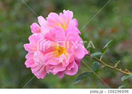 バラ（ファンファーレ） 108296896