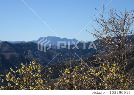 埼玉県長瀞町宝登山山頂からの梅とロウバイの花と両神山 埼玉県長瀞町宝登山山頂からの梅とロウバイの花と両神山 108296913