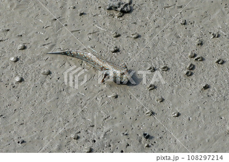 mudskipper or amphibious fish mudskipper or amphibious fish 108297214