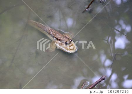 mudskipper or amphibious fish 108297216