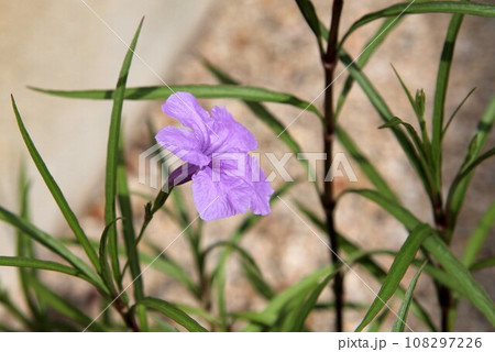 ヤナギバルイラソウ 108297226