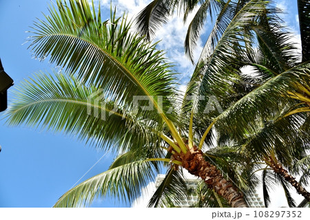 青空とヤシ 青空とヤシ 108297352