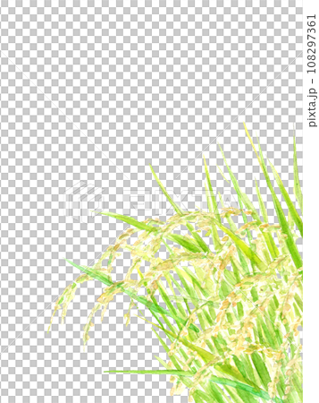 水彩畫臨近收成的稻穗插圖[手繪]白色背景透明背景複製空間 108297361