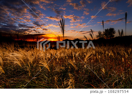 奈良県曽爾村　曽爾高原のすすき　山際に沈み行く夕日を受けて黄金色に輝くすすきの穂16:55 108297554