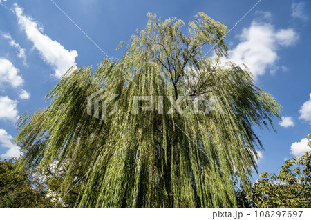 青空と柳 108297697