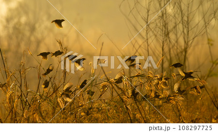 A flock of Baya Weaver flying off with amber morning sunlight A flock of Baya Weaver flying off with amber morning sunlight 108297725