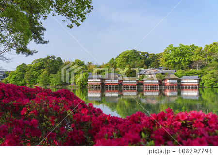 長岡天満宮 満開のキリシマツツジ 錦水亭(京都府長岡京市) 長岡天満宮 満開のキリシマツツジ 錦水亭(京都府長岡京市) 108297791