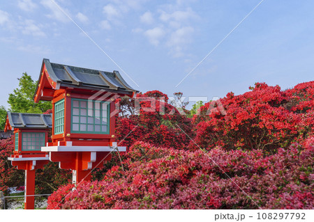 長岡天満宮　満開のキリシマツツジ（京都府長岡京市） 108297792