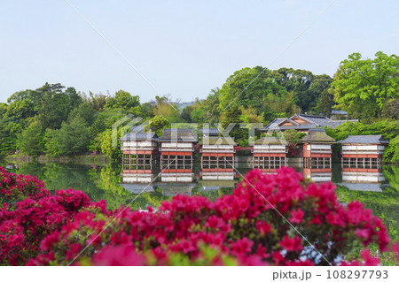 長岡天満宮　満開のキリシマツツジ　錦水亭（京都府長岡京市） 108297793