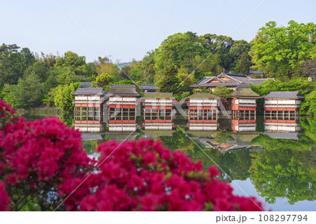 長岡天満宮 満開のキリシマツツジ 錦水亭(京都府長岡京市) 長岡天満宮 満開のキリシマツツジ 錦水亭(京都府長岡京市) 108297794