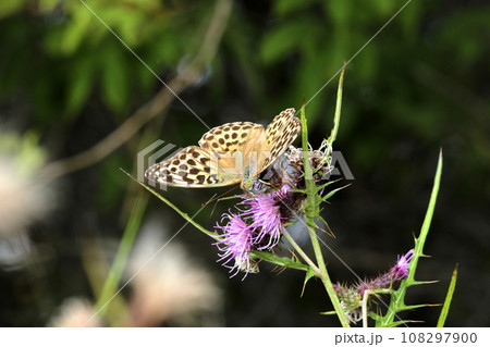 ミドリヒョウモン ミドリヒョウモン 108297900