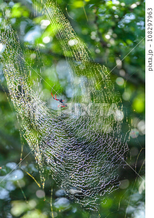 Spider Large Web Prey Wildlife 108297963