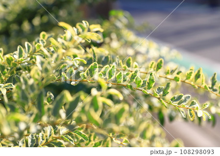 枝を伸ばすシルバープリペット(or シルバープリベット) 枝を伸ばすシルバープリペット(or シルバープリベット) 108298093