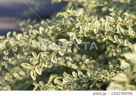 枝を伸ばすシルバープリペット（or シルバープリベット）　 108298096