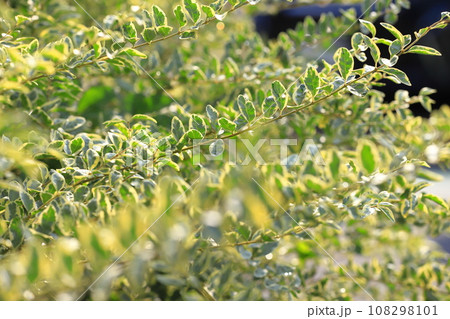 枝を伸ばすシルバープリペット（or シルバープリベット）　 108298101