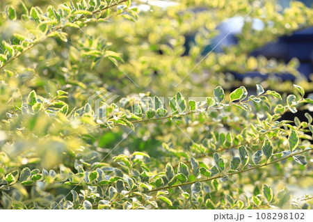 枝を伸ばすシルバープリペット（or シルバープリベット）　 108298102