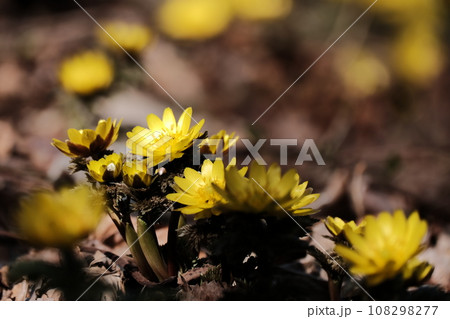 フクジュソウ フクジュソウ 108298277