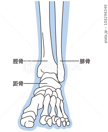 足関節 足首の関節 正面 骨格 足関節 足首の関節 正面 骨格 108298340