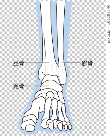 足関節 足首の関節 正面 骨格 足関節 足首の関節 正面 骨格 108298340