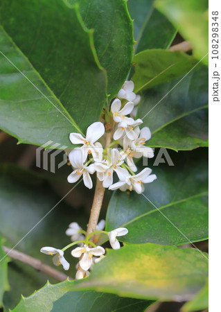 小さな柊木犀(ヒイラギモクセイ)の白い花 小さな柊木犀(ヒイラギモクセイ)の白い花 108298348
