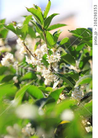 小さな柊木犀（ヒイラギモクセイ）の白い花 108298353