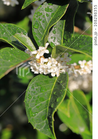 小さな柊木犀（ヒイラギモクセイ）の白い花 108298355