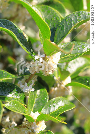 小さな柊木犀（ヒイラギモクセイ）の白い花 108298357