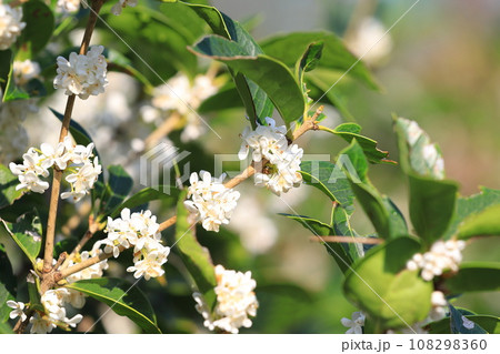 小さな柊木犀（ヒイラギモクセイ）の白い花 108298360