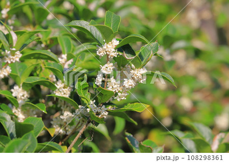 小さな柊木犀（ヒイラギモクセイ）の白い花 108298361