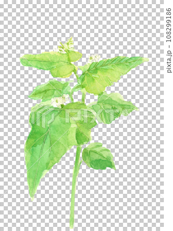 Hand-painted watercolor illustration of buckwheat flowers, white background, transparent background, copy space 108299186