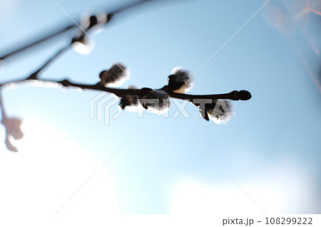 早春の光　木の芽 108299222