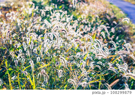 秋の夕陽に輝くエノコログサ 108299879