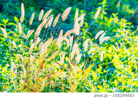 秋の夕陽に輝くエノコログサ 秋の夕陽に輝くエノコログサ 108299883