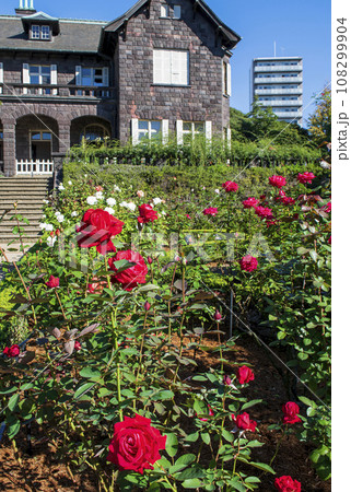東京都　旧古河庭園　秋バラの風景 　都立庭園 108299904