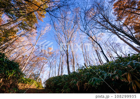 231030乗鞍岳山麓s153 108299935