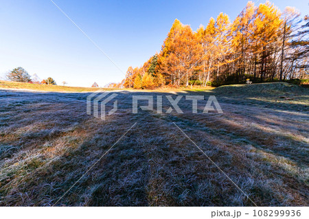 231030乗鞍岳山麓s152 108299936