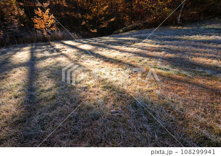 231030乗鞍岳山麓s124 108299941