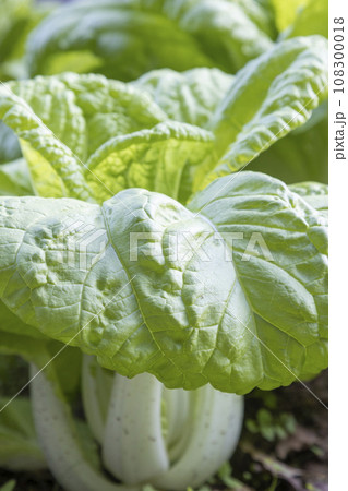 長崎の伝統野菜「唐人菜」 長崎の伝統野菜「唐人菜」 108300018