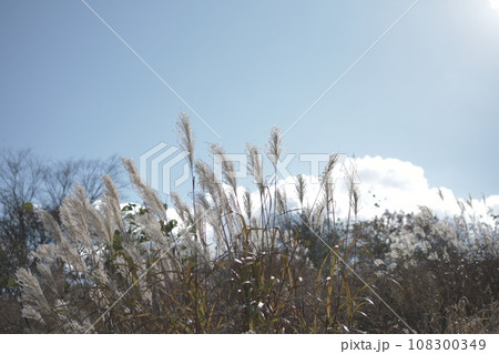 晩秋のススキ野 108300349