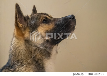 壁を背景に斜め上を見上げる有色紀州犬 108300427