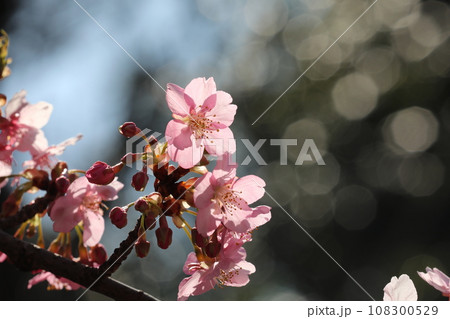 河津桜 河津桜 108300529