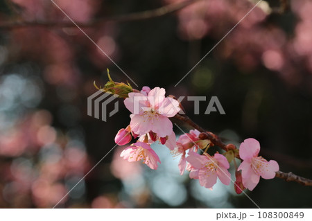 河津桜 108300849